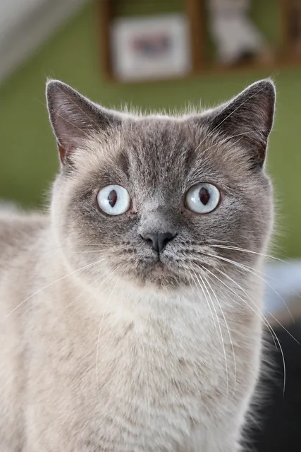 Merles Blue-Point-Gesicht mit blauen Augen und grauen Points