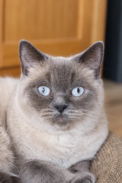 Merle, eine Britisch Kurzhaar mit Blue-Point-Fell und blauen Augen